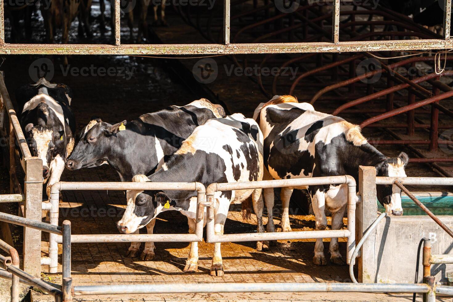 dairy cows are in the process of taking milk. agriculture industry, farming and animal husbandry concept - herd of cows eating hay in cowshed on dairy farm photo