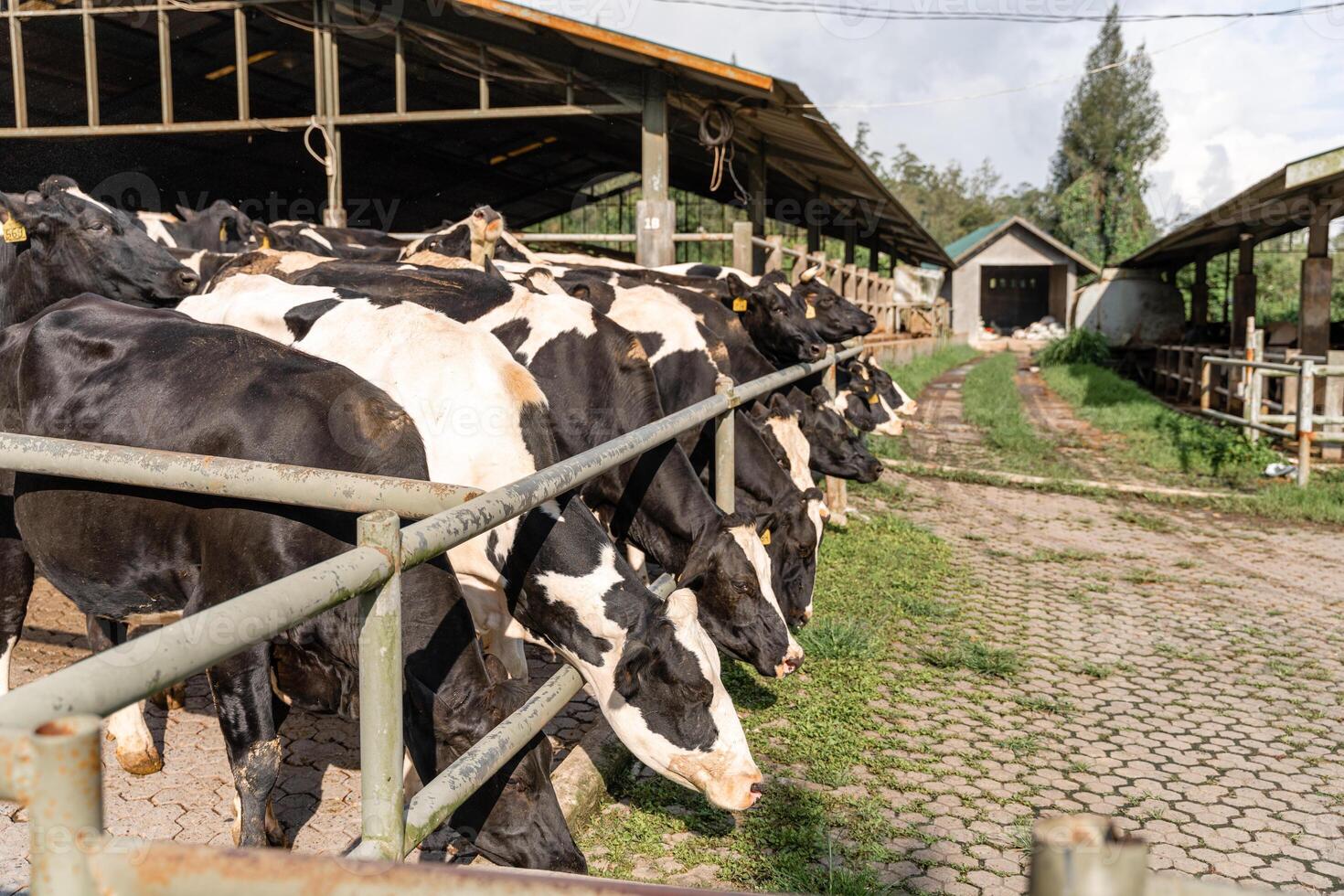 dairy cows are in the process of taking milk. agriculture industry, farming and animal husbandry concept - herd of cows eating hay in cowshed on dairy farm photo