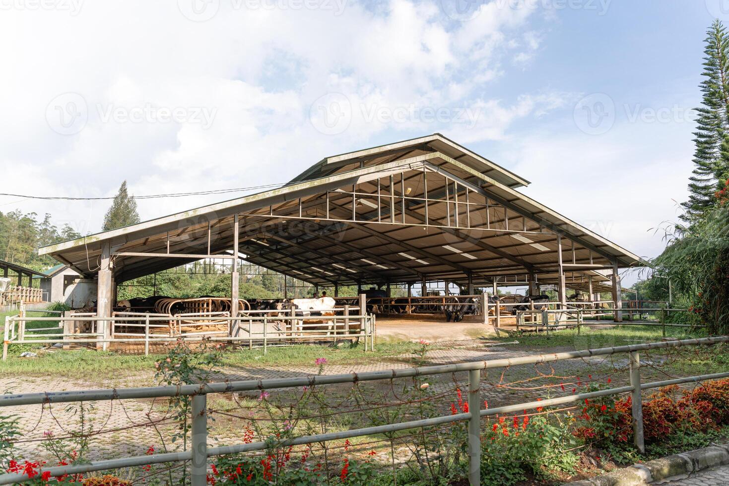 dairy cows are in the process of taking milk. agriculture industry, farming and animal husbandry concept - herd of cows eating hay in cowshed on dairy farm photo