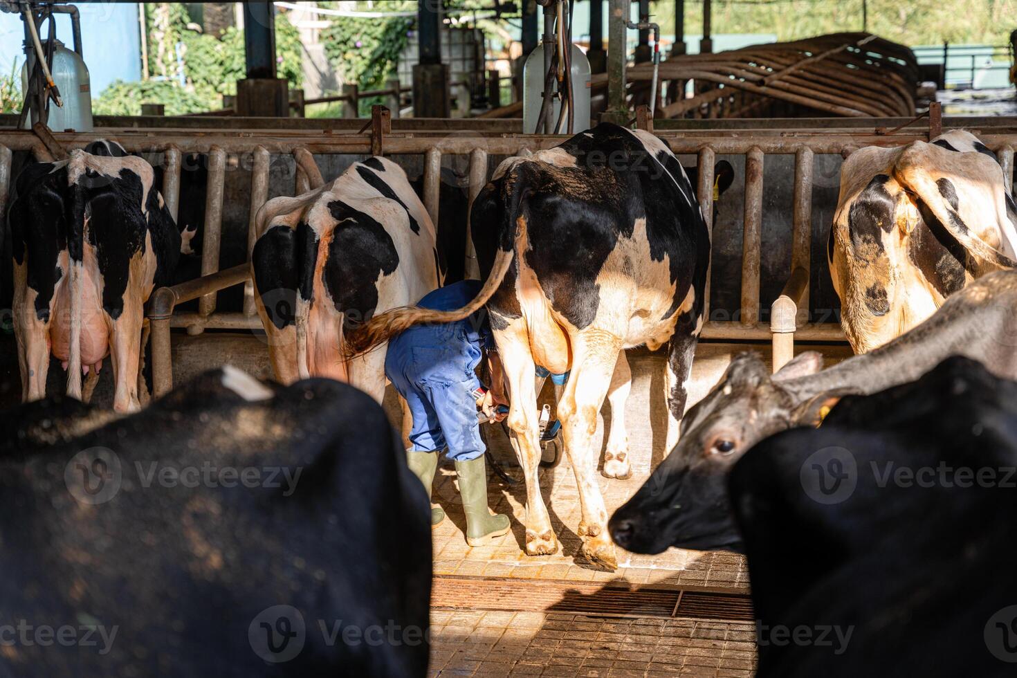 dairy cows are in the process of taking milk. agriculture industry, farming and animal husbandry concept - herd of cows eating hay in cowshed on dairy farm photo