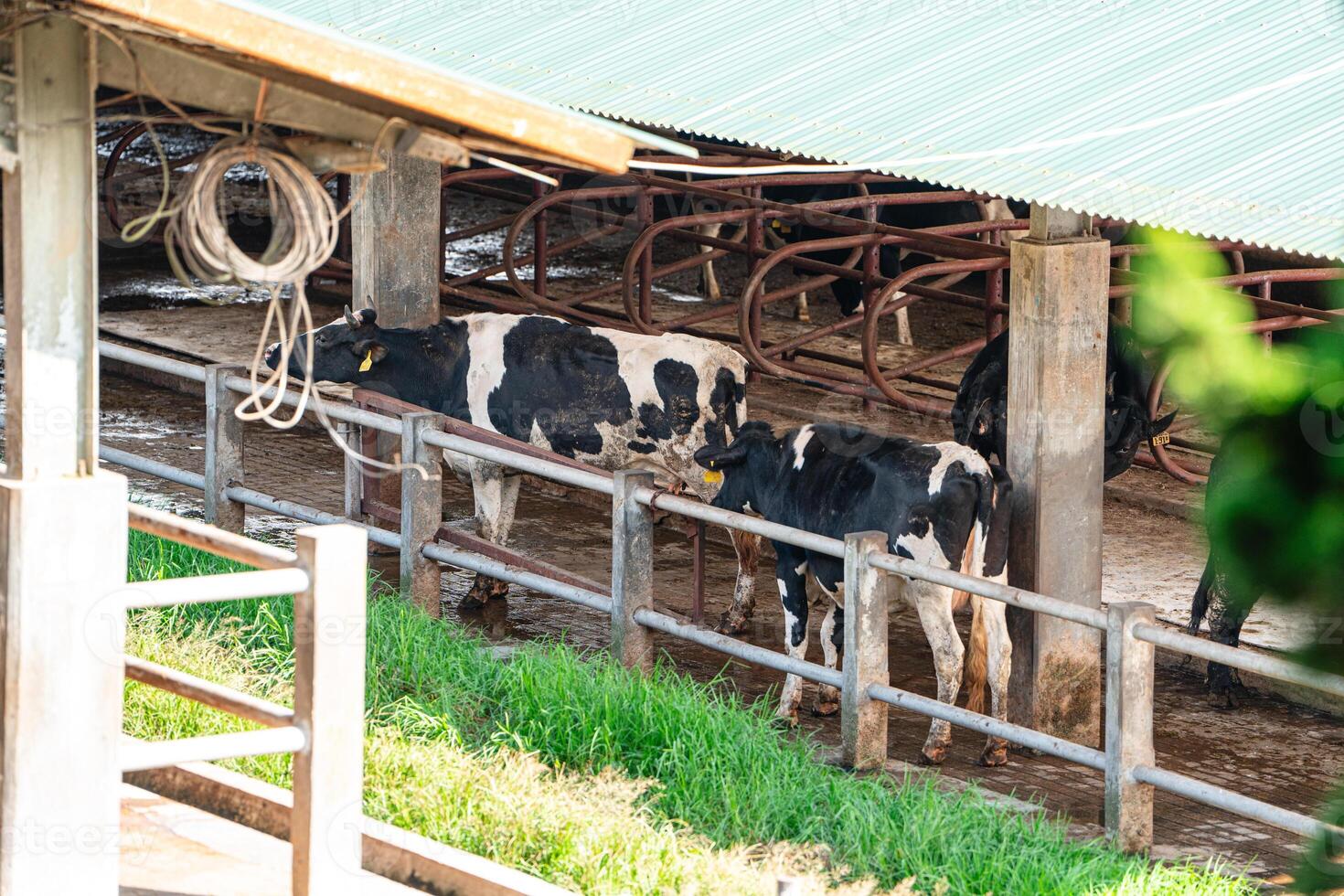 dairy cows are in the process of taking milk. agriculture industry, farming and animal husbandry concept - herd of cows eating hay in cowshed on dairy farm photo
