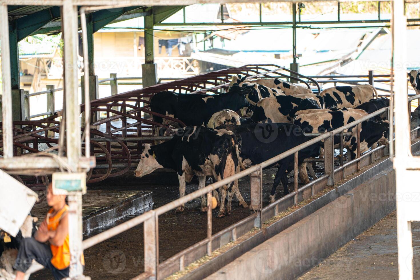 dairy cows are in the process of taking milk. agriculture industry, farming and animal husbandry concept - herd of cows eating hay in cowshed on dairy farm photo