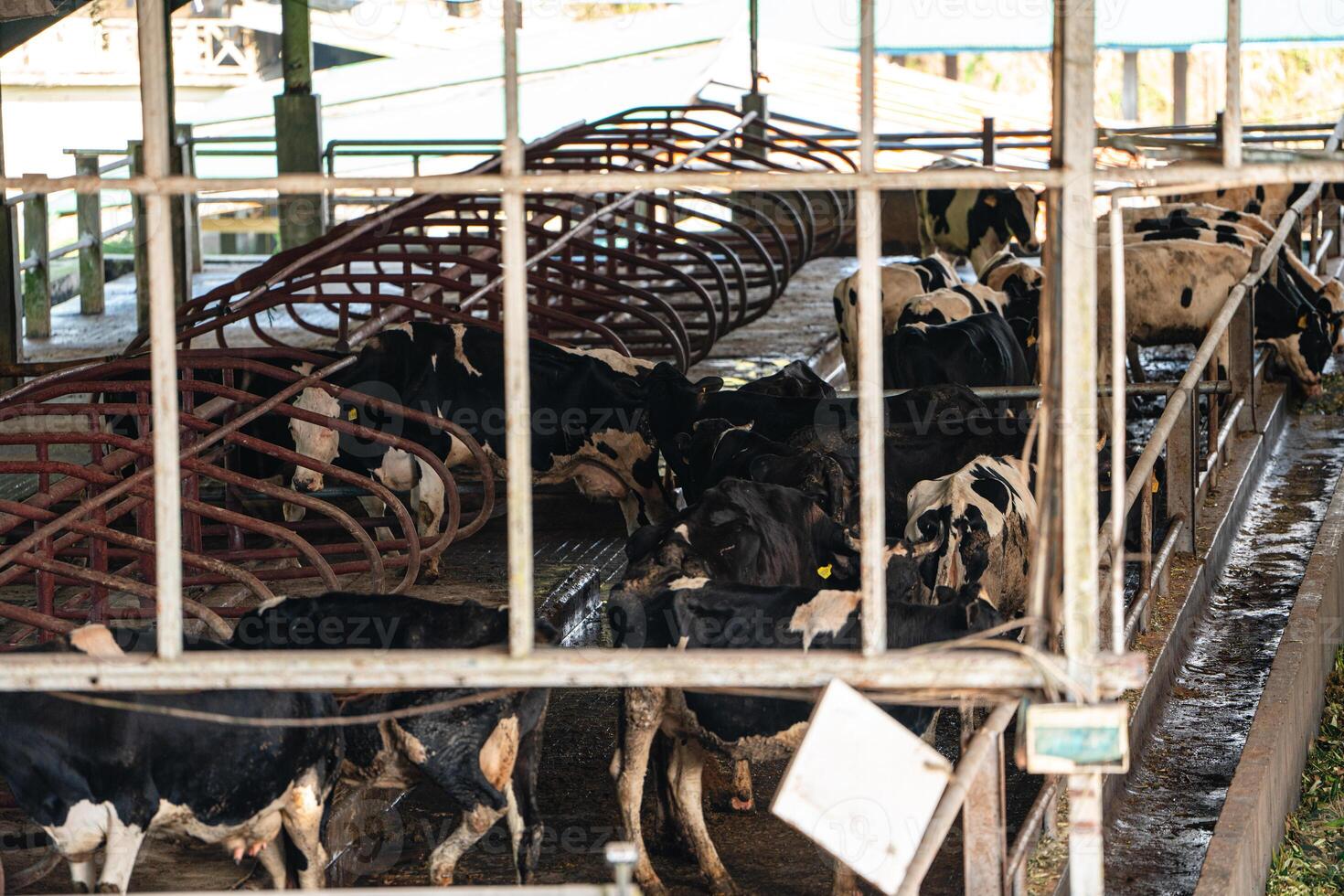 dairy cows are in the process of taking milk. agriculture industry, farming and animal husbandry concept - herd of cows eating hay in cowshed on dairy farm photo