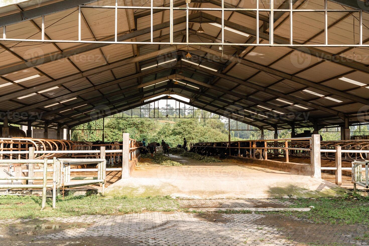 dairy cows are in the process of taking milk. agriculture industry, farming and animal husbandry concept - herd of cows eating hay in cowshed on dairy farm photo
