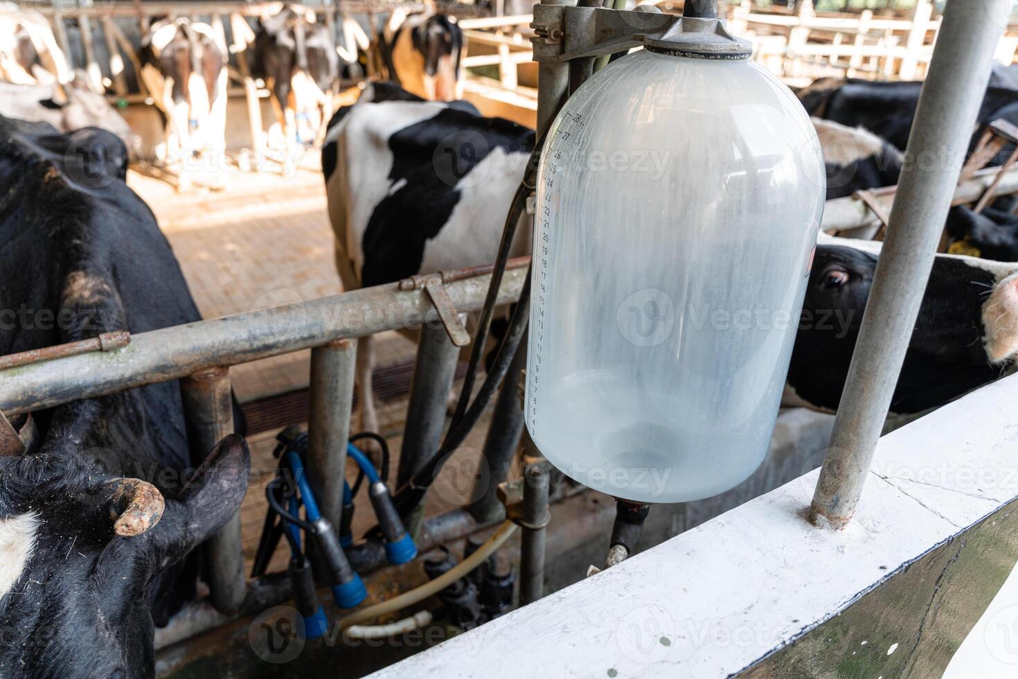 dairy cows are in the process of taking milk. agriculture industry, farming and animal husbandry concept - herd of cows eating hay in cowshed on dairy farm photo