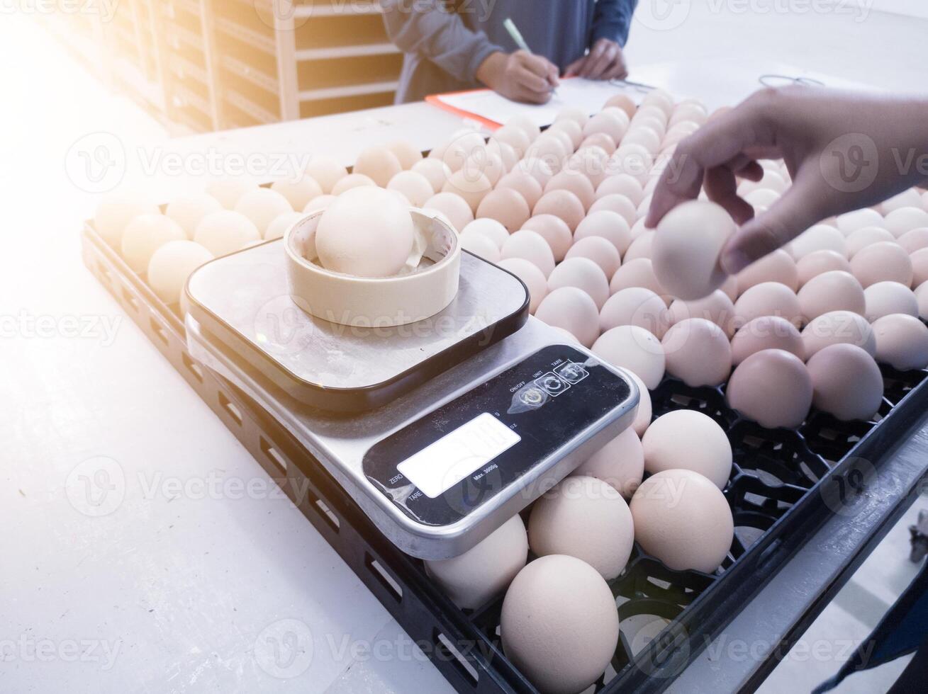 Quality control is taking sample data on the weight scales of eggs to be hatched. photo