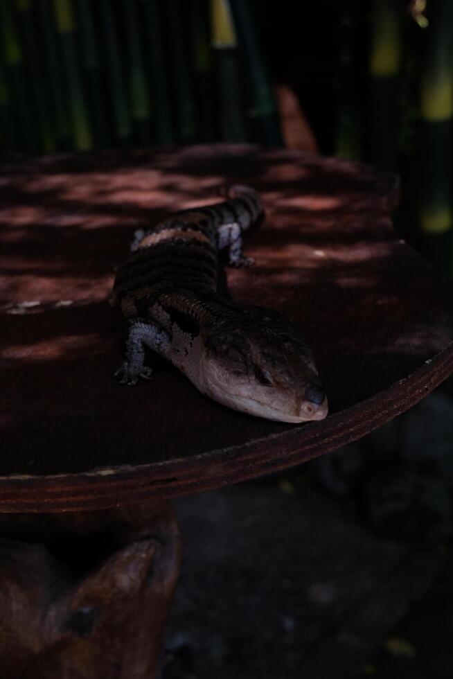 A lizard is sitting on a table photo