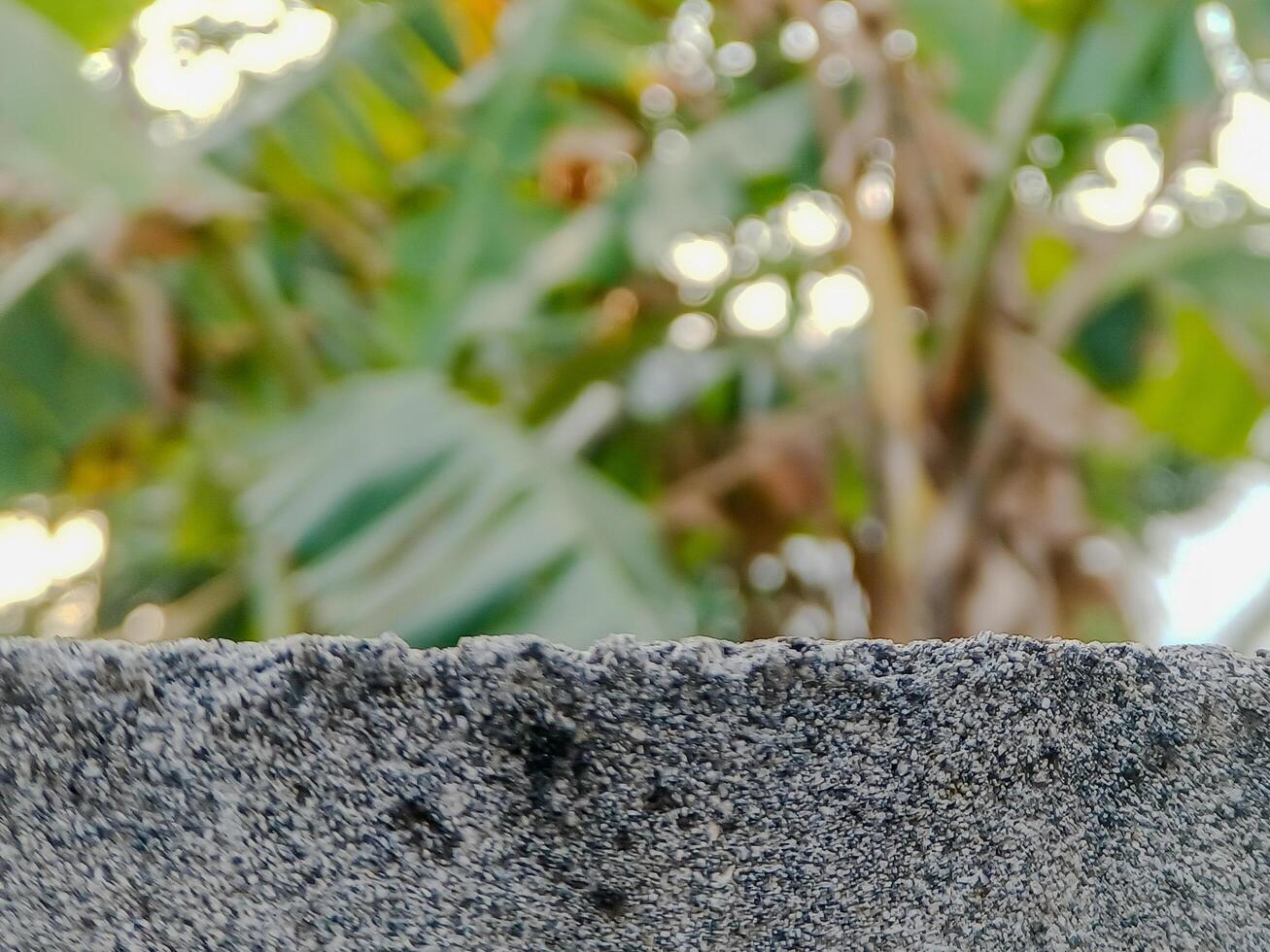 tranquil outdoor scene featuring lush green foliage, including banana leaves, framed by a gray stone wall. photo