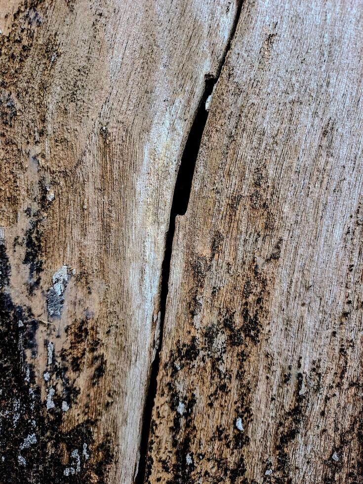 Weathered Wood Planks photo