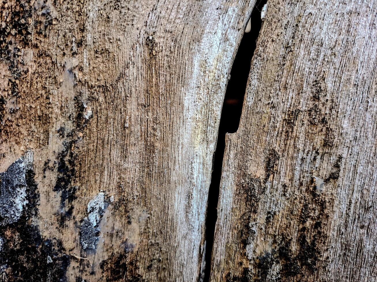 Weathered Wood Planks photo