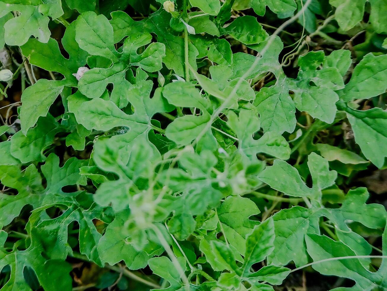 Lush Green Bitter Melon Foliage. photo
