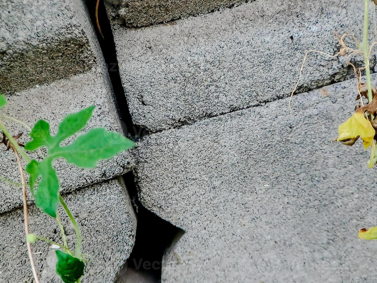 resilient vine climbs a weathered wall, showcasing nature's tenacity. The image features dried tendrils and leaves, adding texture. photo