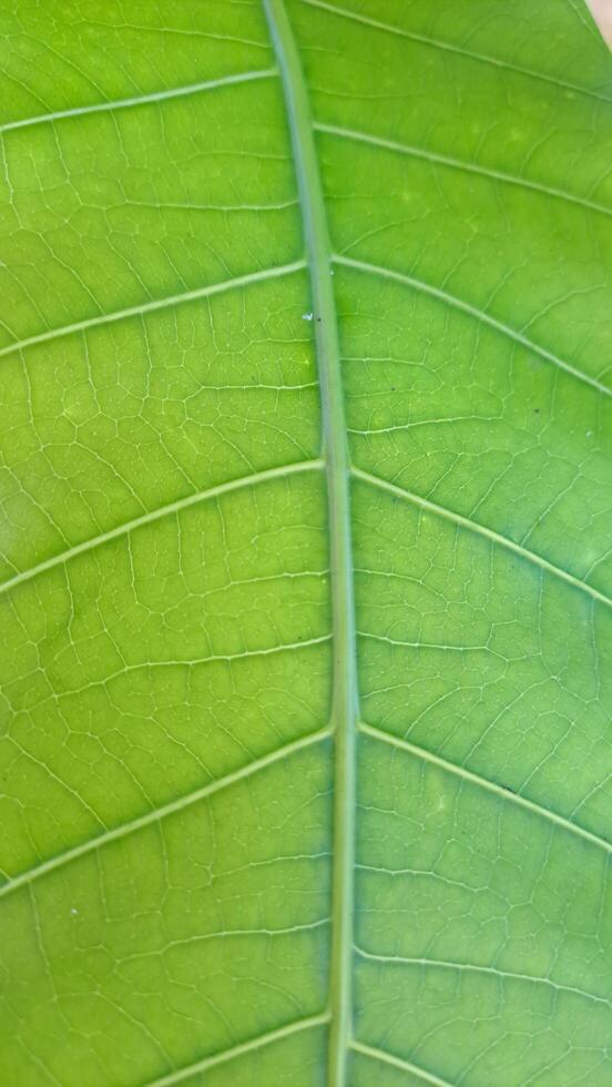 Immerse yourself in the beauty of nature with this close-up photo capturing the delicate details and contrasting colors of a leaf. Ideal for enhancing any creative project
