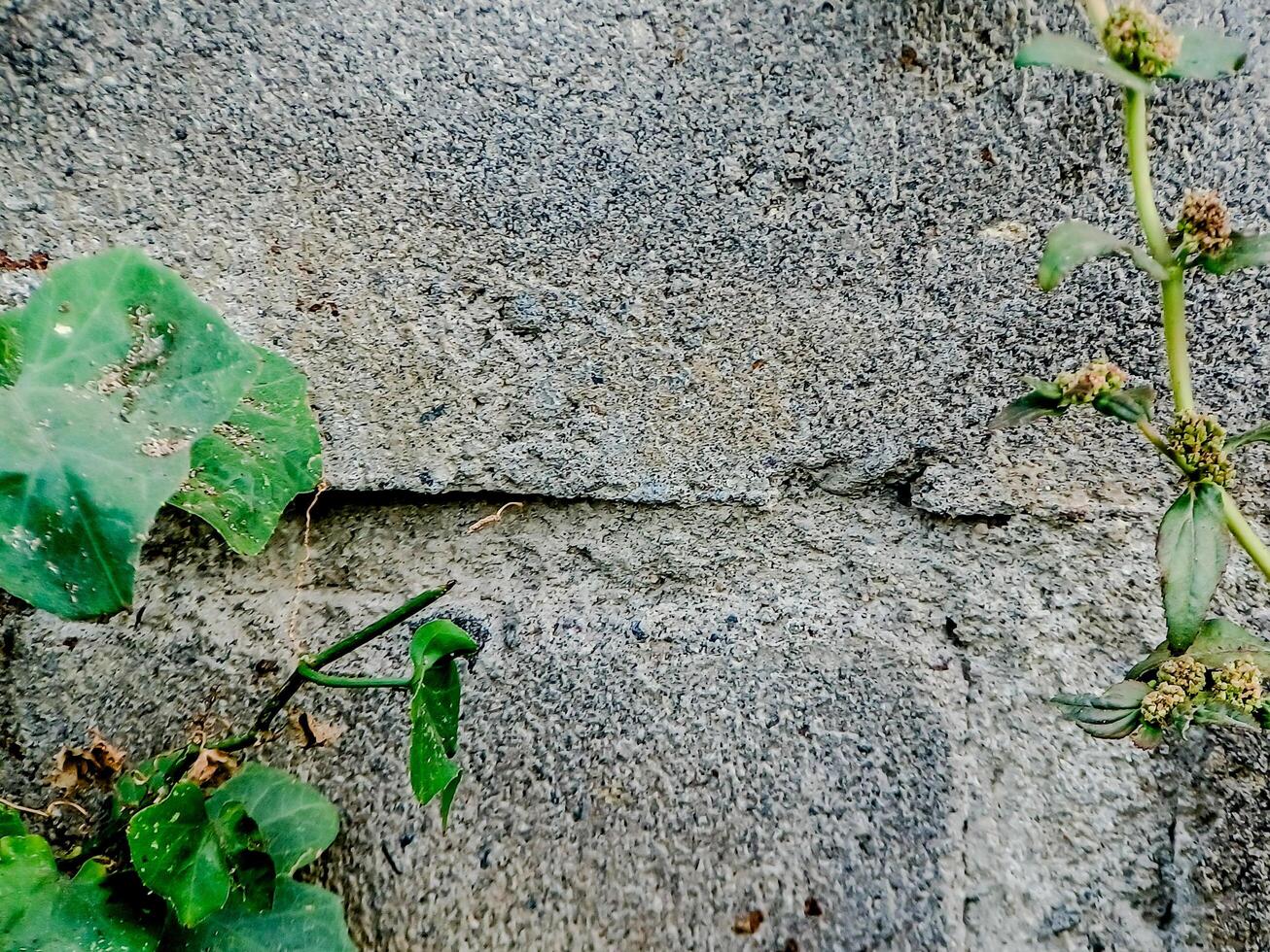 resilient plant grows out of a crack in a weathered brick wall, showcasing the beauty and tenacity of nature. photo