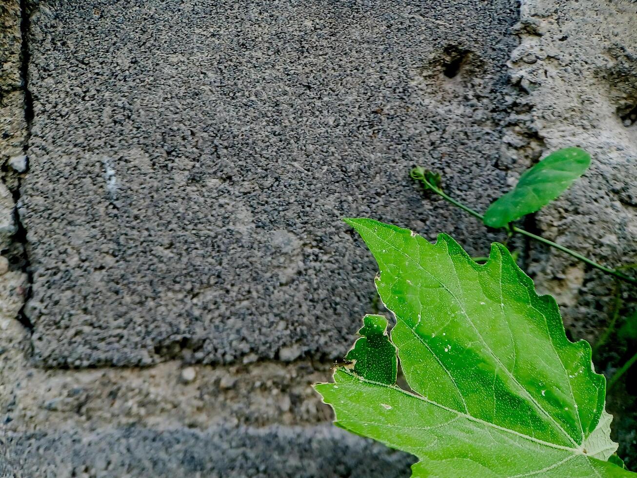resilient plant grows out of a crack in a weathered brick wall, showcasing the beauty and tenacity of nature. photo