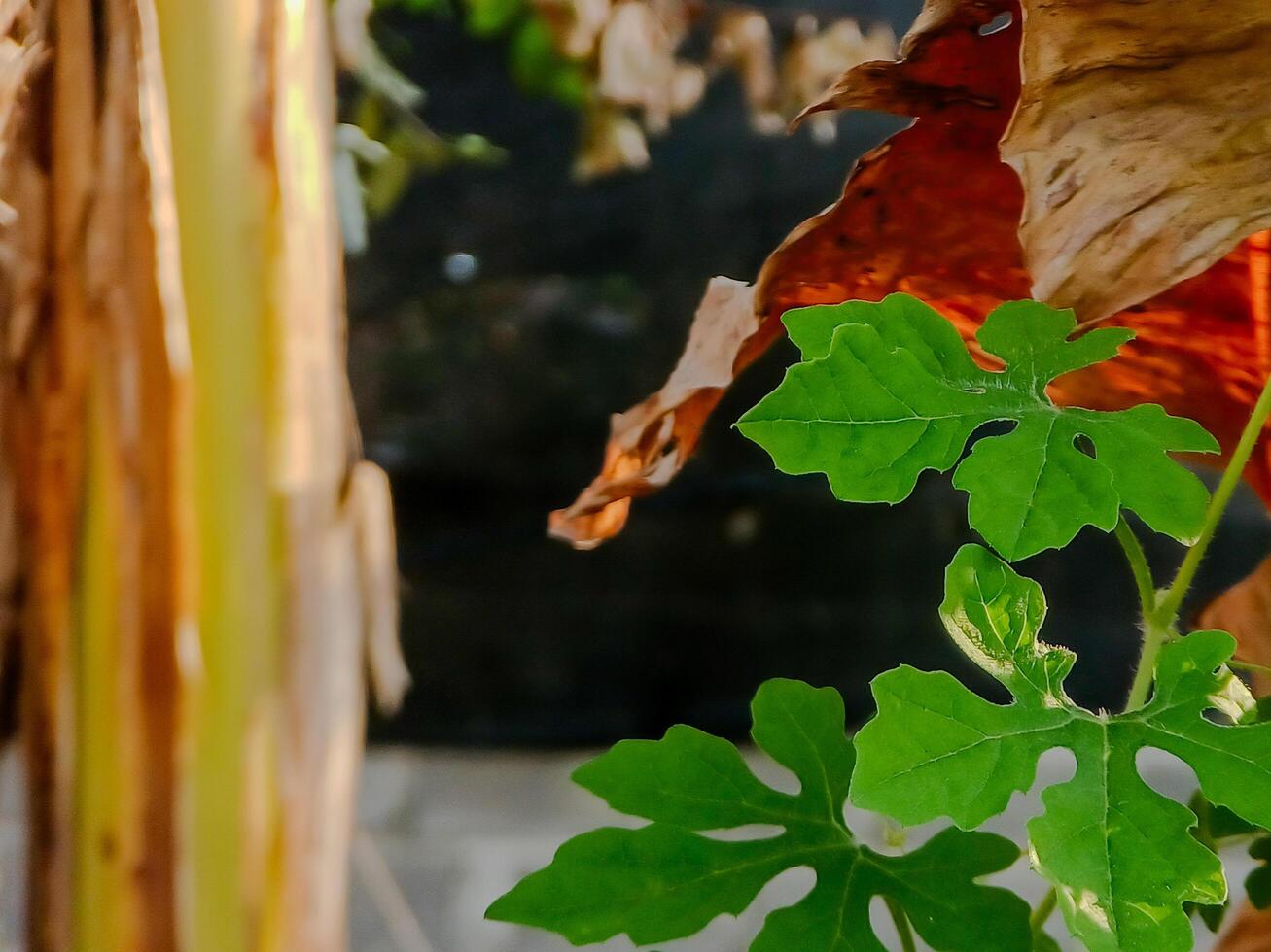 vibrant green leaf stands out against a backdrop of dried, brown leaves, symbolizing the cycle of nature and the passage of time. photo
