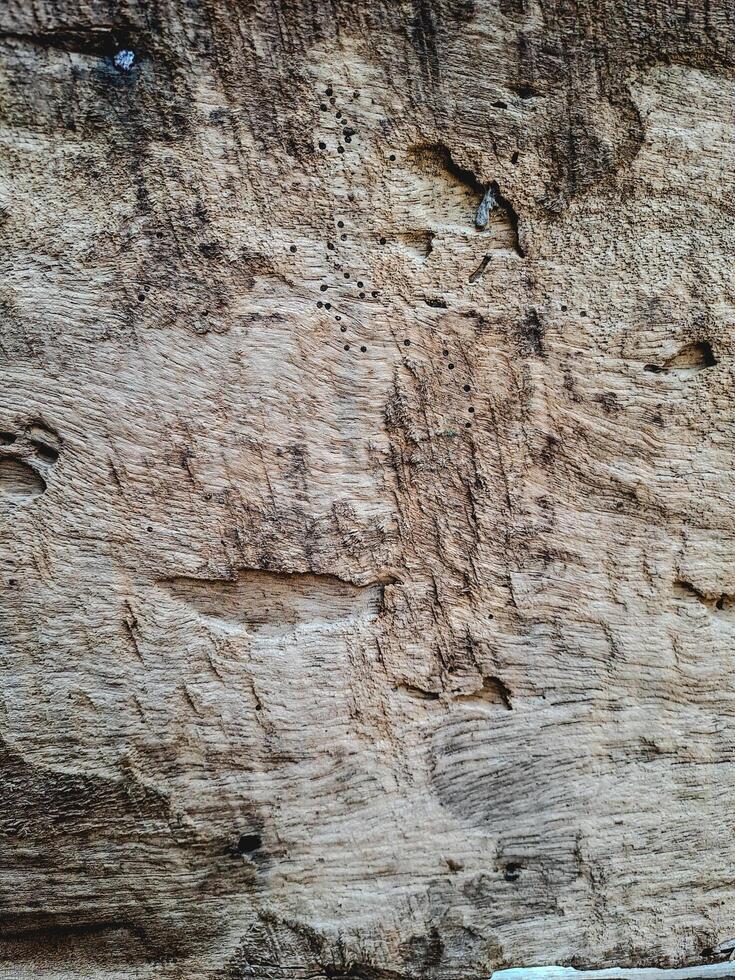 features a weathered piece of wood with natural cracks and wormholes photo