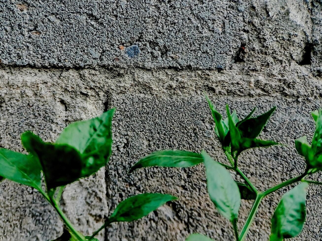 vibrant green plant with small leaves emerges from a crack in a weathered brick wall. photo