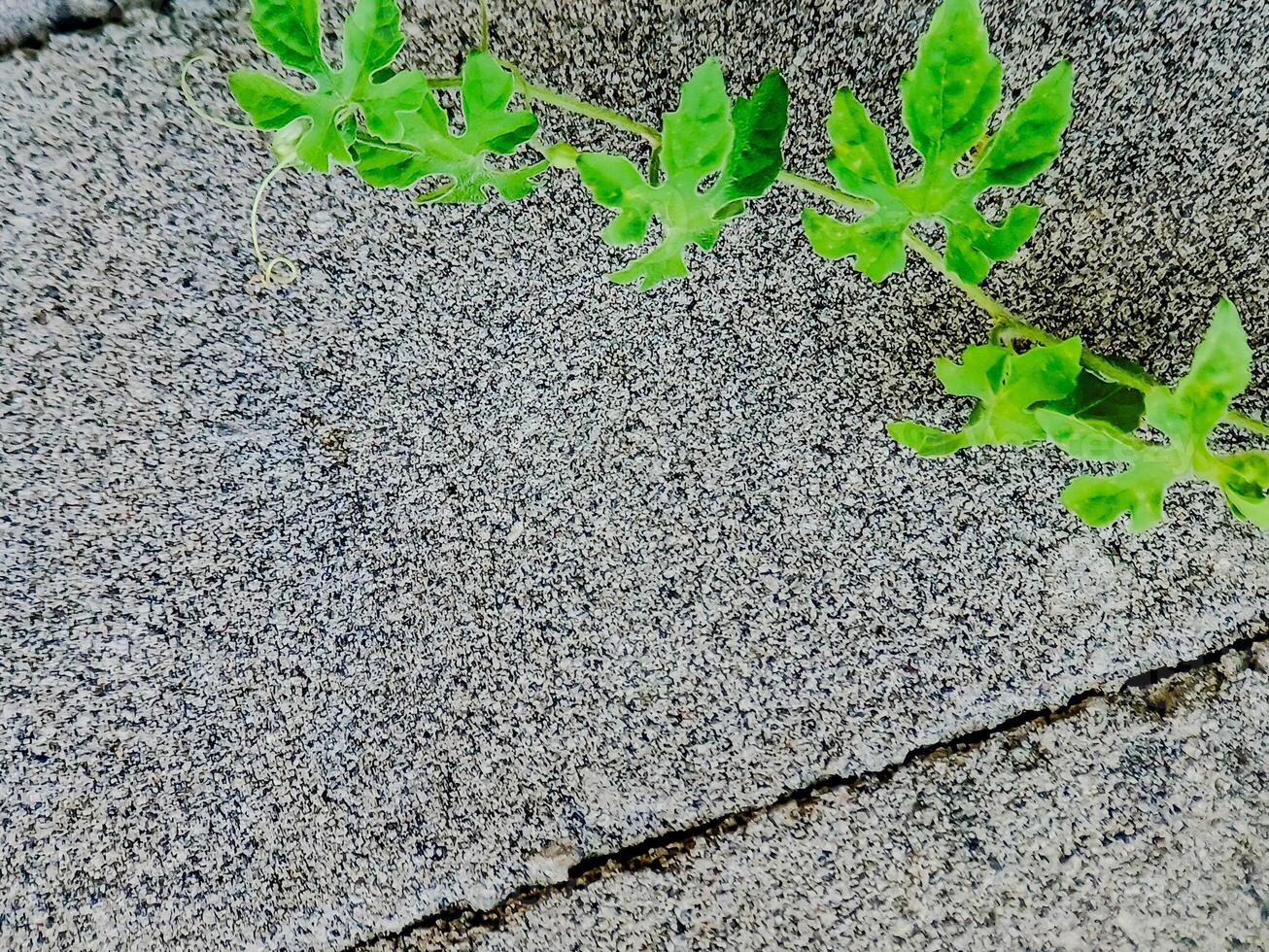 resilient vine climbs a weathered wall, showcasing nature's tenacity. The image features dried tendrils and leaves, adding texture. photo