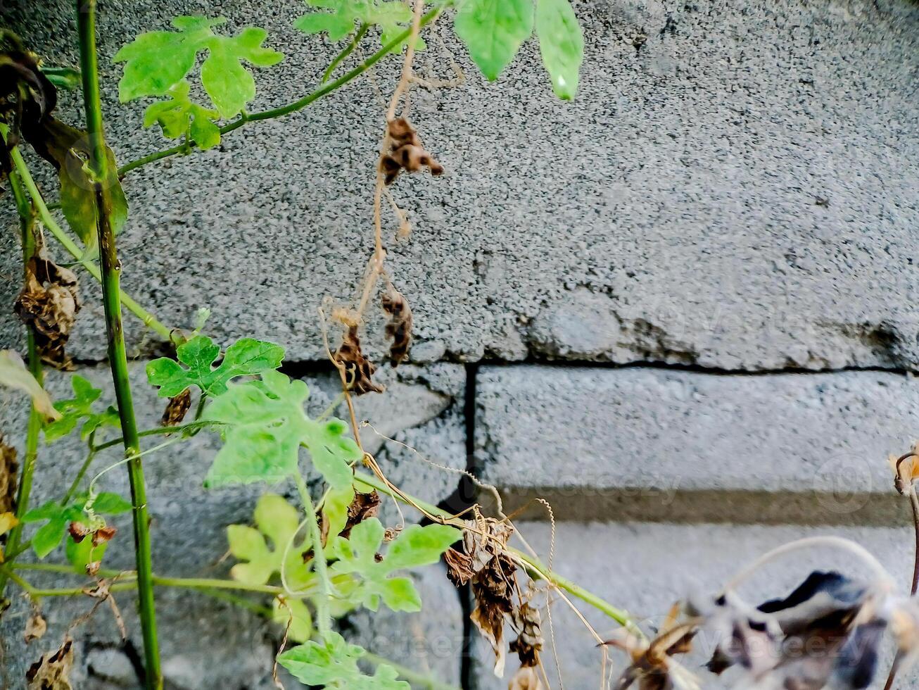A plant growing on a wall with a brick wall photo