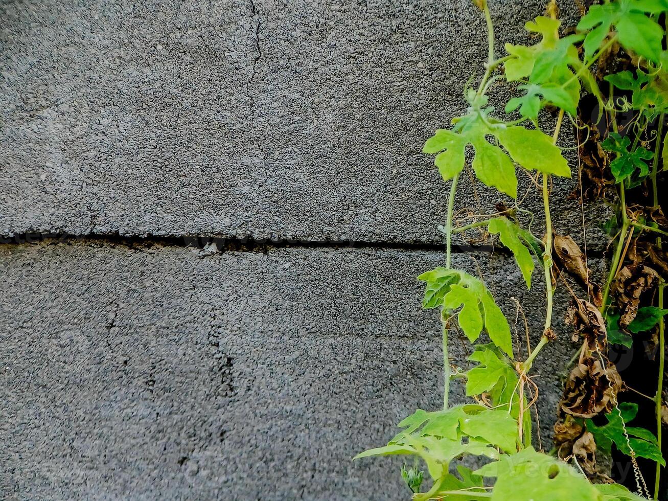 resilient vine climbs a weathered wall, showcasing nature's tenacity. The image features dried tendrils and leaves, adding texture. photo