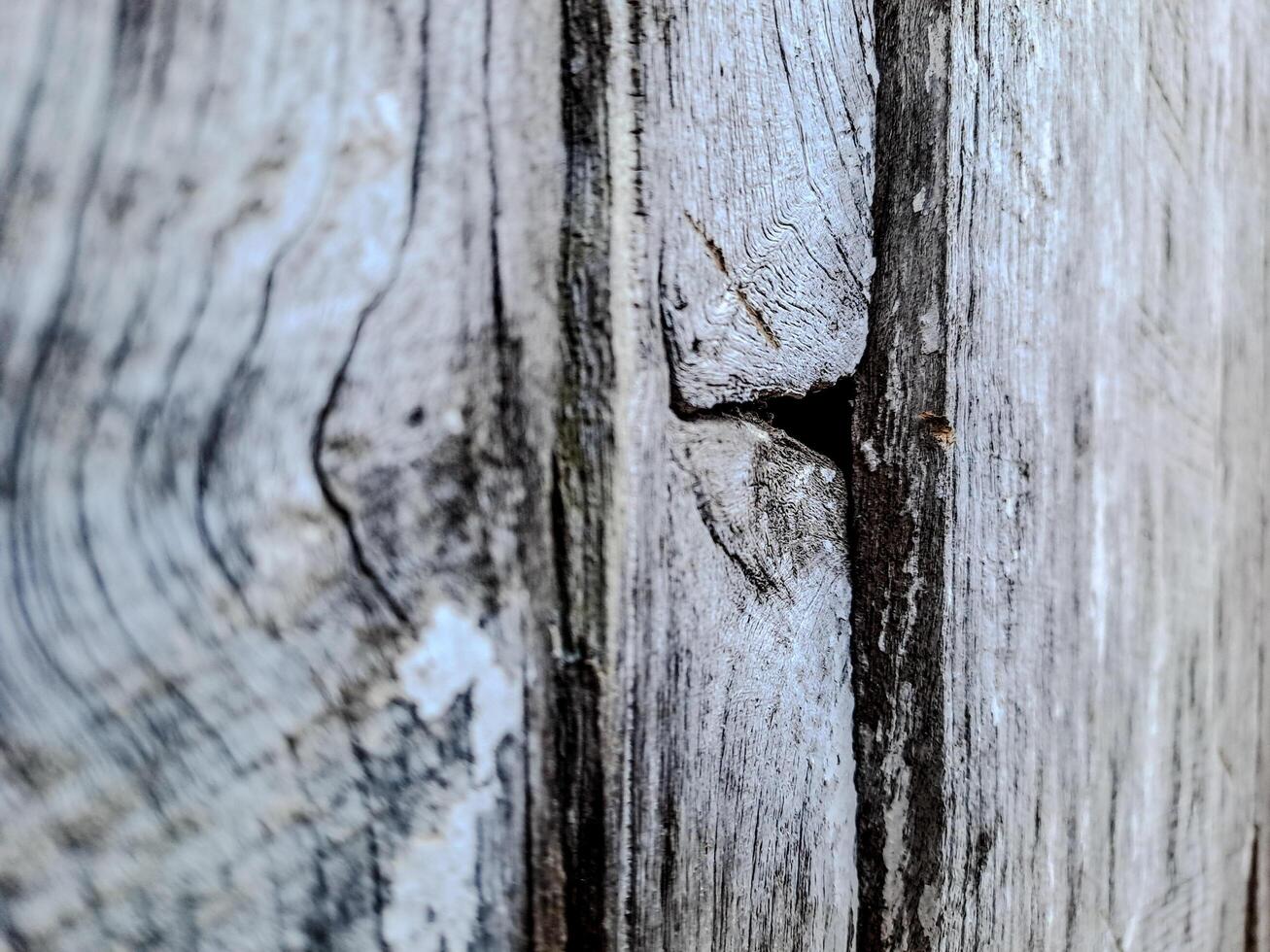 Weathered Wood Planks photo