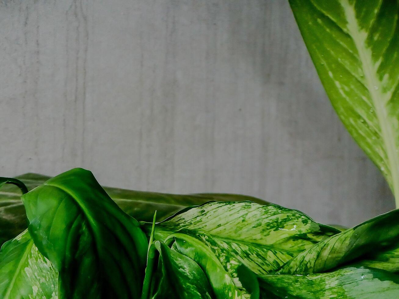 single, large, green leaf with prominent variegation stands out against a textured concrete wall. photo