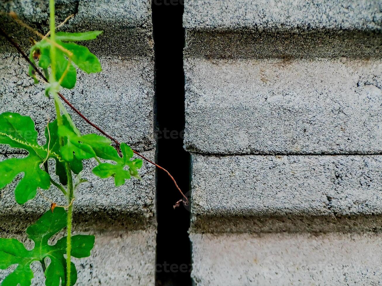 resilient vine climbs a weathered wall, showcasing nature's tenacity. The image features dried tendrils and leaves, adding texture. photo