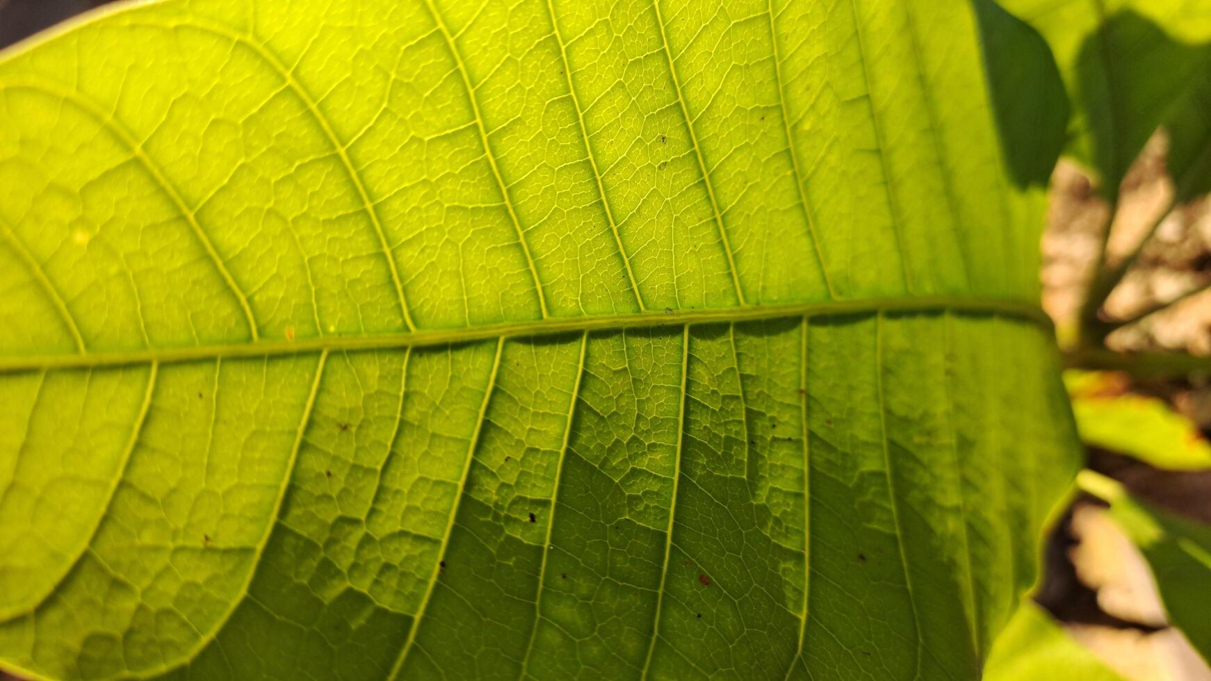 Immerse yourself in the beauty of nature with this close-up photo capturing the delicate details and contrasting colors of a leaf. Ideal for enhancing any creative project