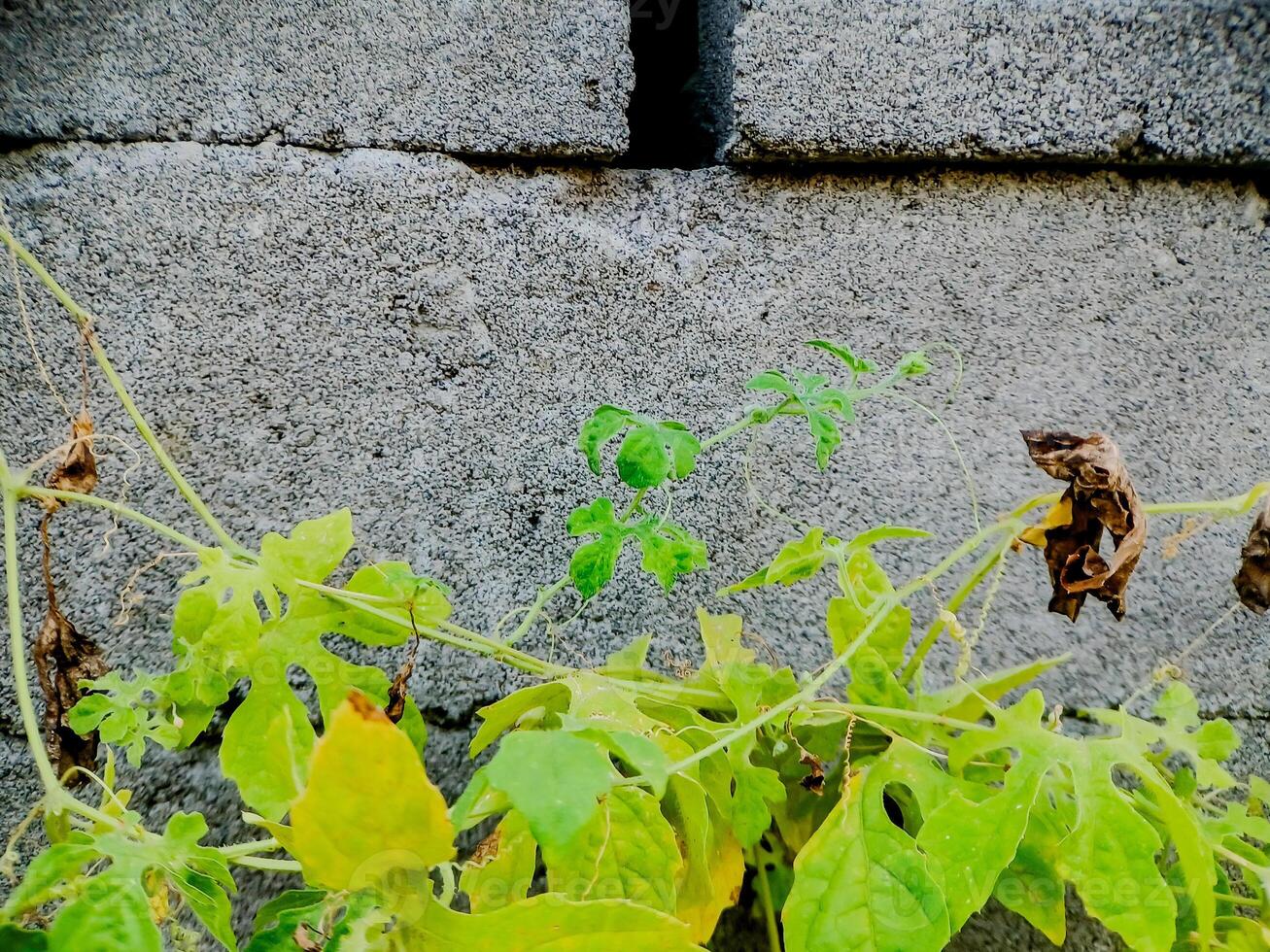 resilient vine climbs a weathered wall, showcasing nature's tenacity. The image features dried tendrils and leaves, adding texture. photo
