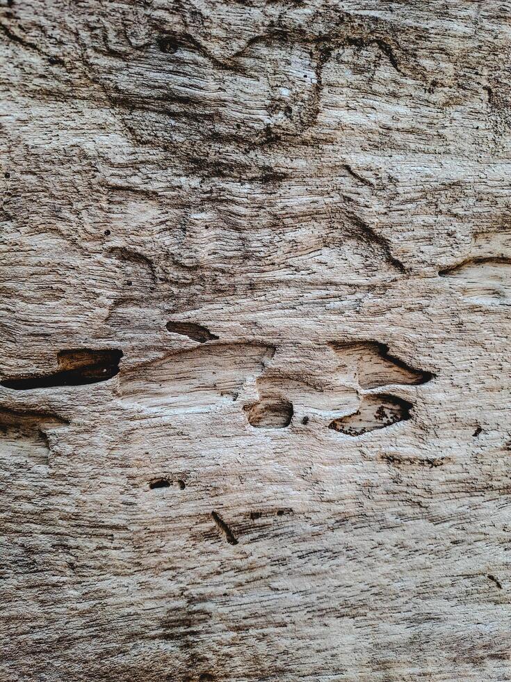 features a weathered piece of wood with natural cracks and wormholes photo