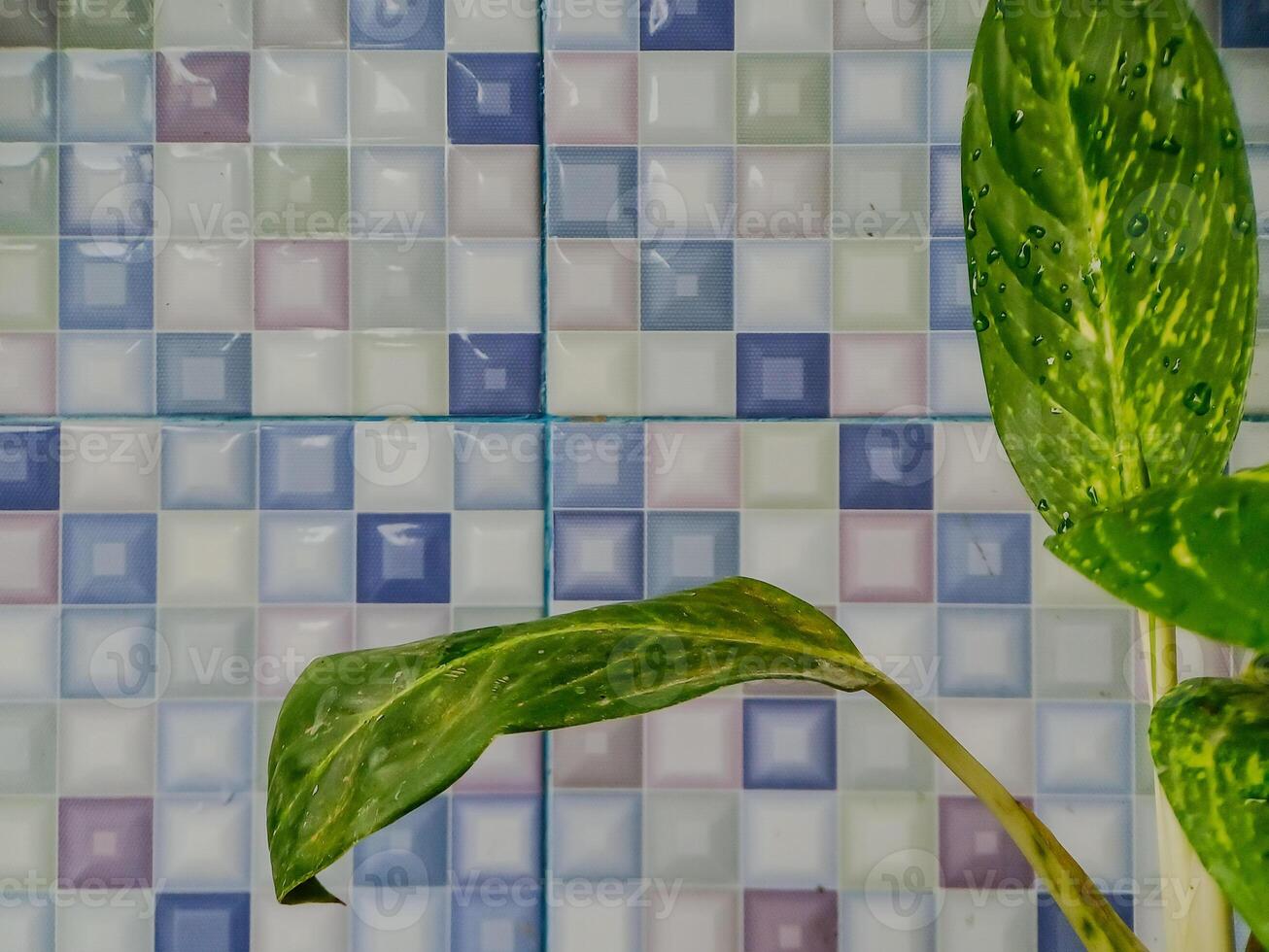 A plant is in front of a colorful tile wall photo