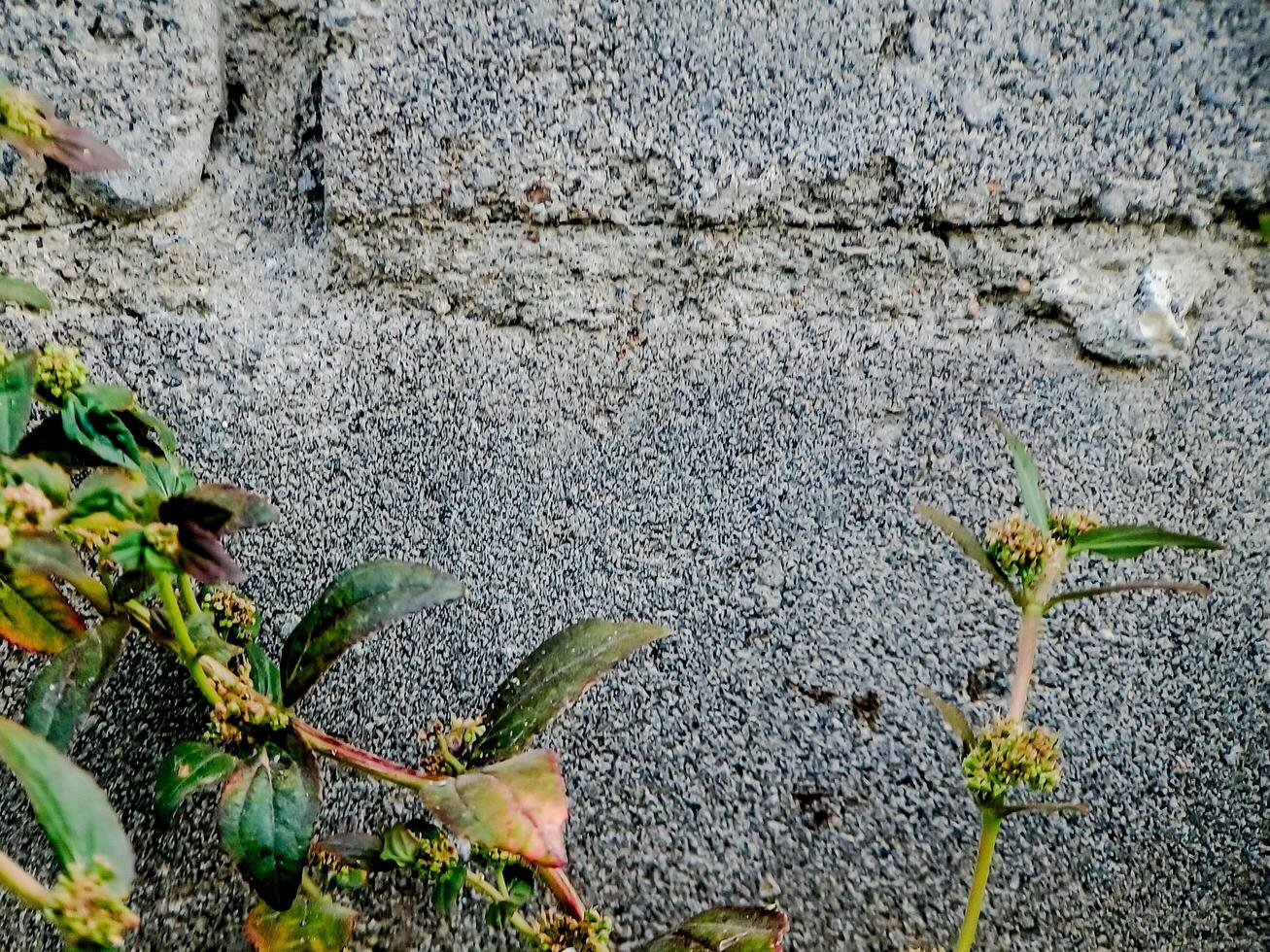 resilient plant grows out of a crack in a weathered brick wall, showcasing the beauty and tenacity of nature. photo