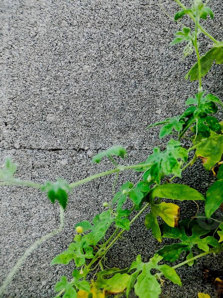 resilient vine climbs a weathered wall, showcasing nature's tenacity. The image features dried tendrils and leaves, adding texture. photo