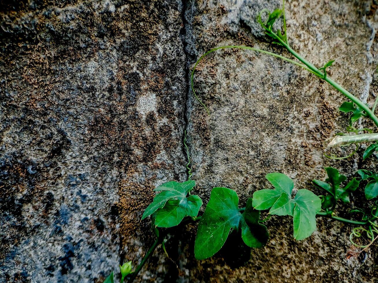 resilient plant grows out of a crack in a weathered brick wall, showcasing the beauty and tenacity of nature. photo