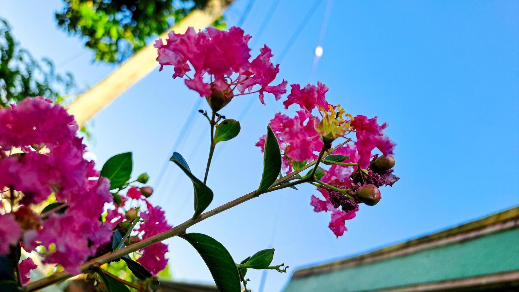 vibrant beauty of a crepe myrtle flower, showcasing its ruffled petals and lush green foliage against a clear blue sky photo