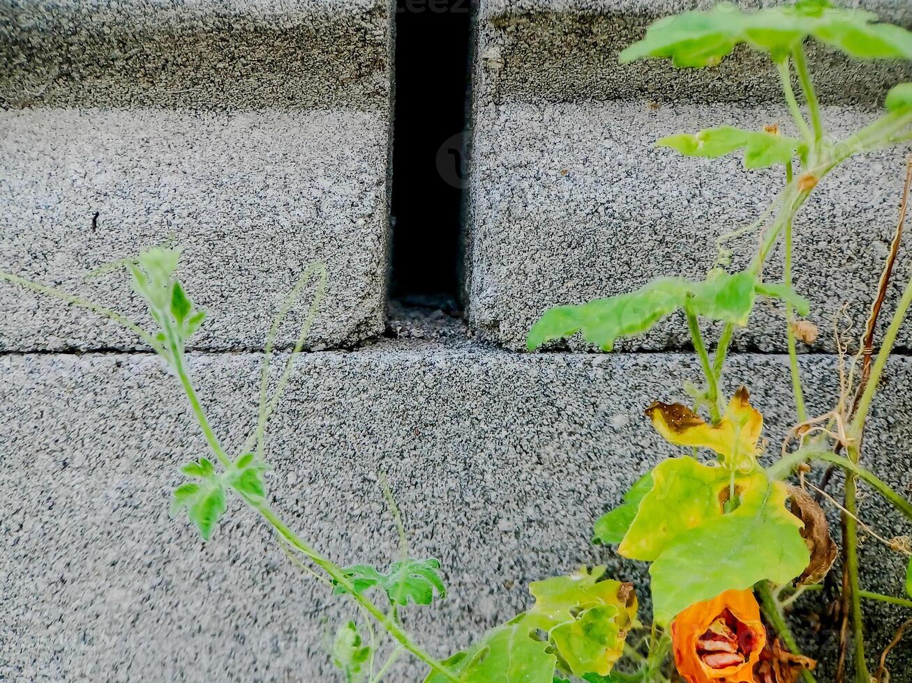 resilient vine climbs a weathered wall, showcasing nature's tenacity. The image features dried tendrils and leaves, adding texture. photo