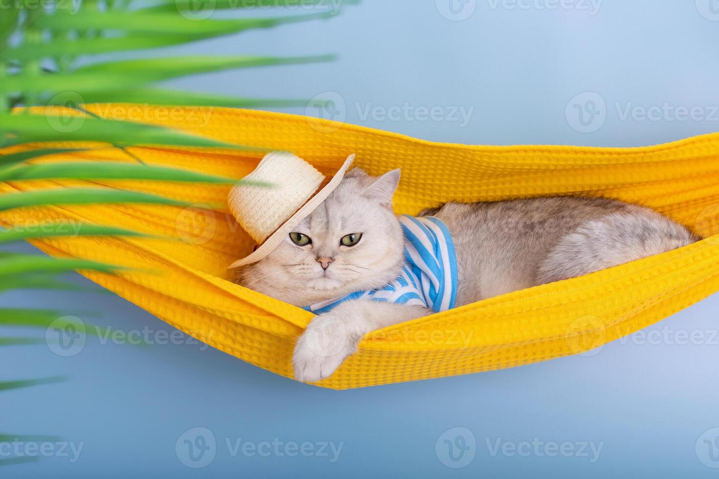Funny white cat in a straw hat and striped T-shirt lying in a yellow fabric hammock photo