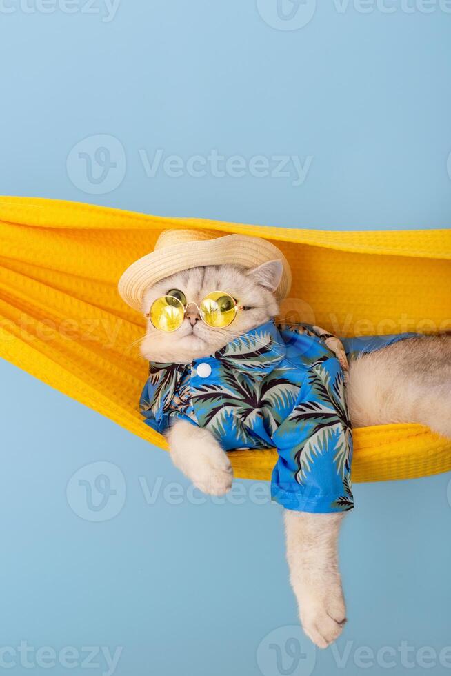 Adorable white cat in a straw hat and yellow glasses resting in a fabric hammock photo