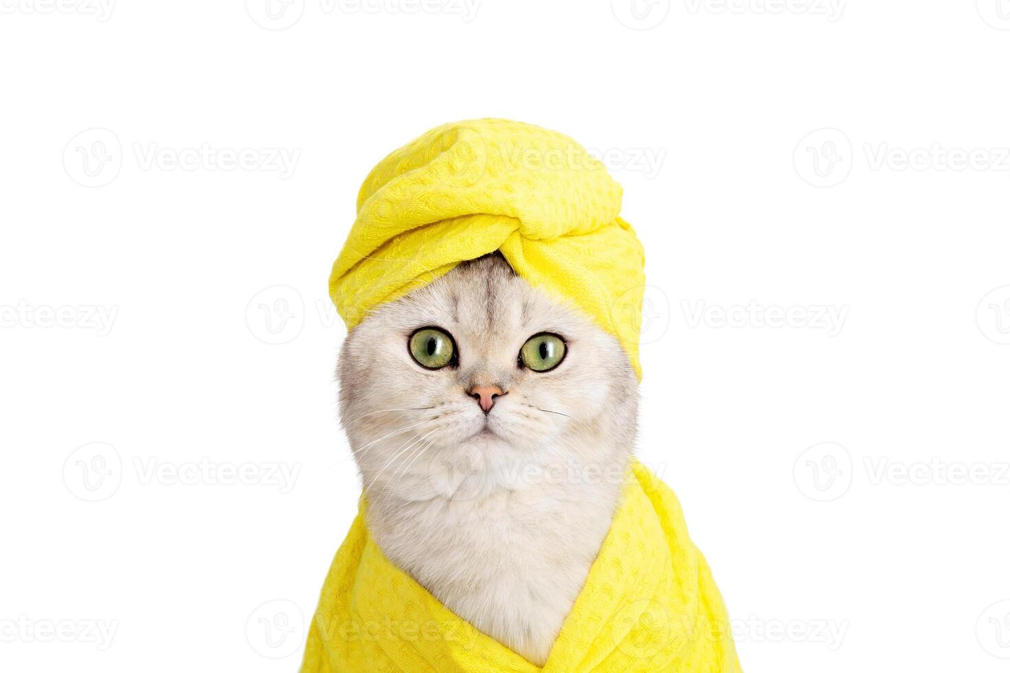 funny white British cat in a yellow towel on his head and a yellow robe on a white background photo