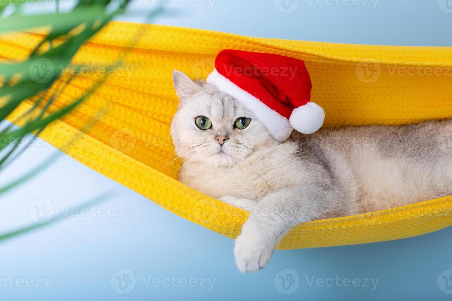 Close up of white british cat in a red Santa Claus hat, resting in a yellow fabric hammock photo