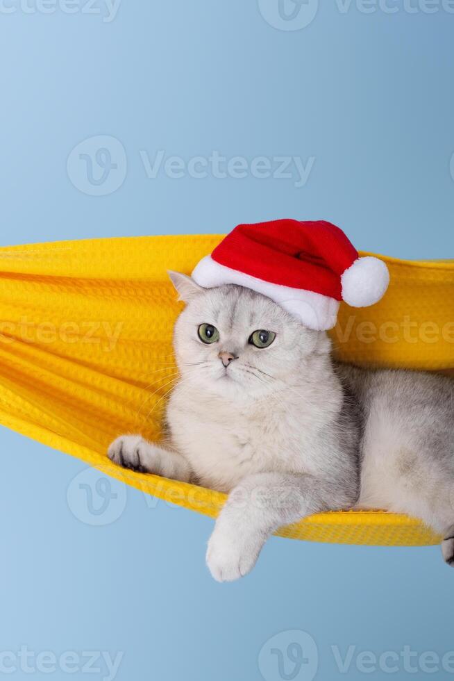 white cat in a red Santa Claus hat, resting in a yellow fabric hammock photo