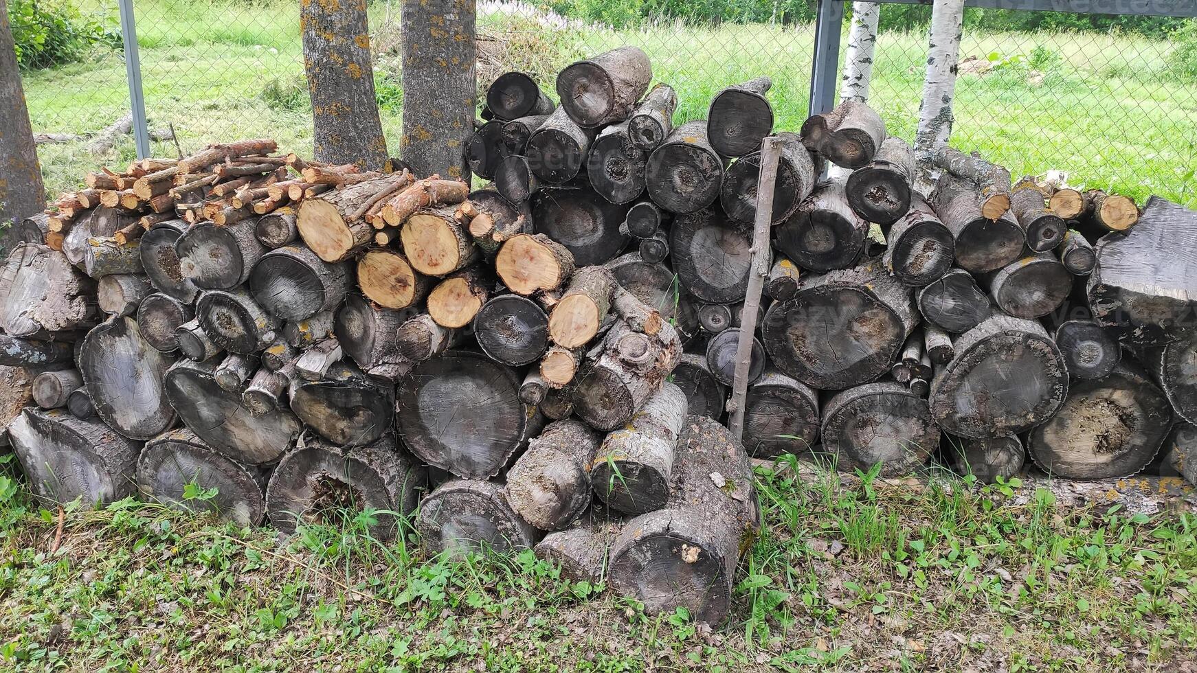 Gray logs of firewood stacked in two heaps, lying on the grass, in spring near a tree photo