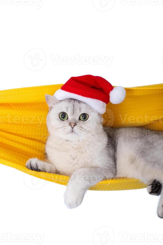 Adorable white cat in a red Santa Claus hat, resting in a yellow fabric hammock photo