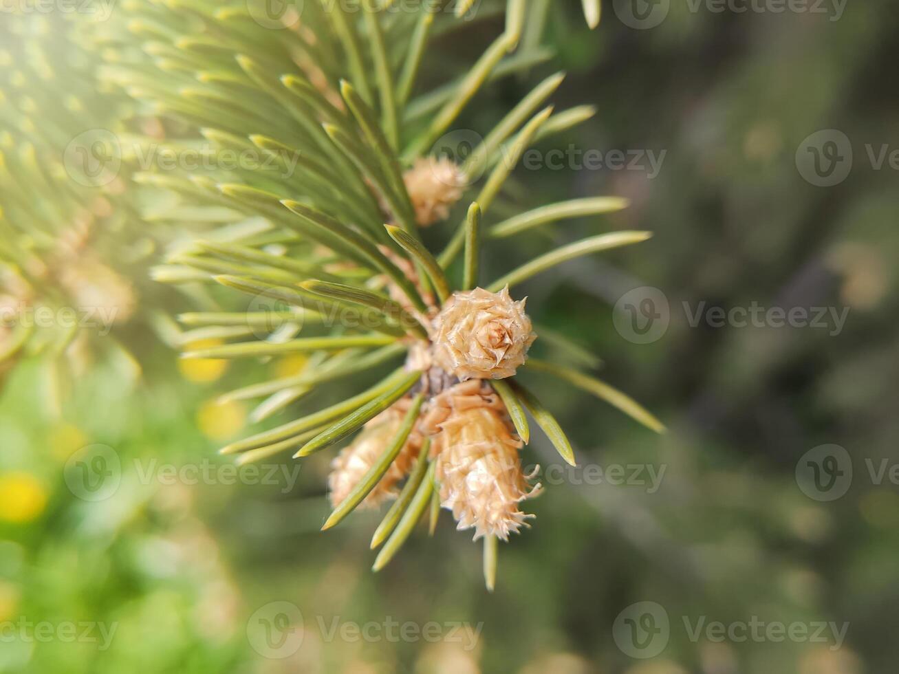 Young little cones at the tip of a fir branch, in the spring photo