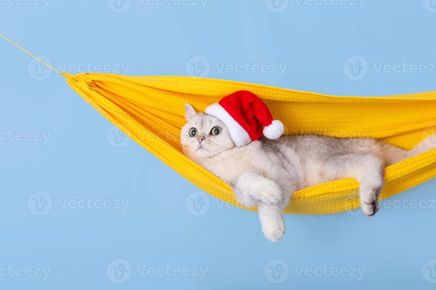 Cute white british cat in a red Santa Claus hat, lying in a yellow fabric hammock photo