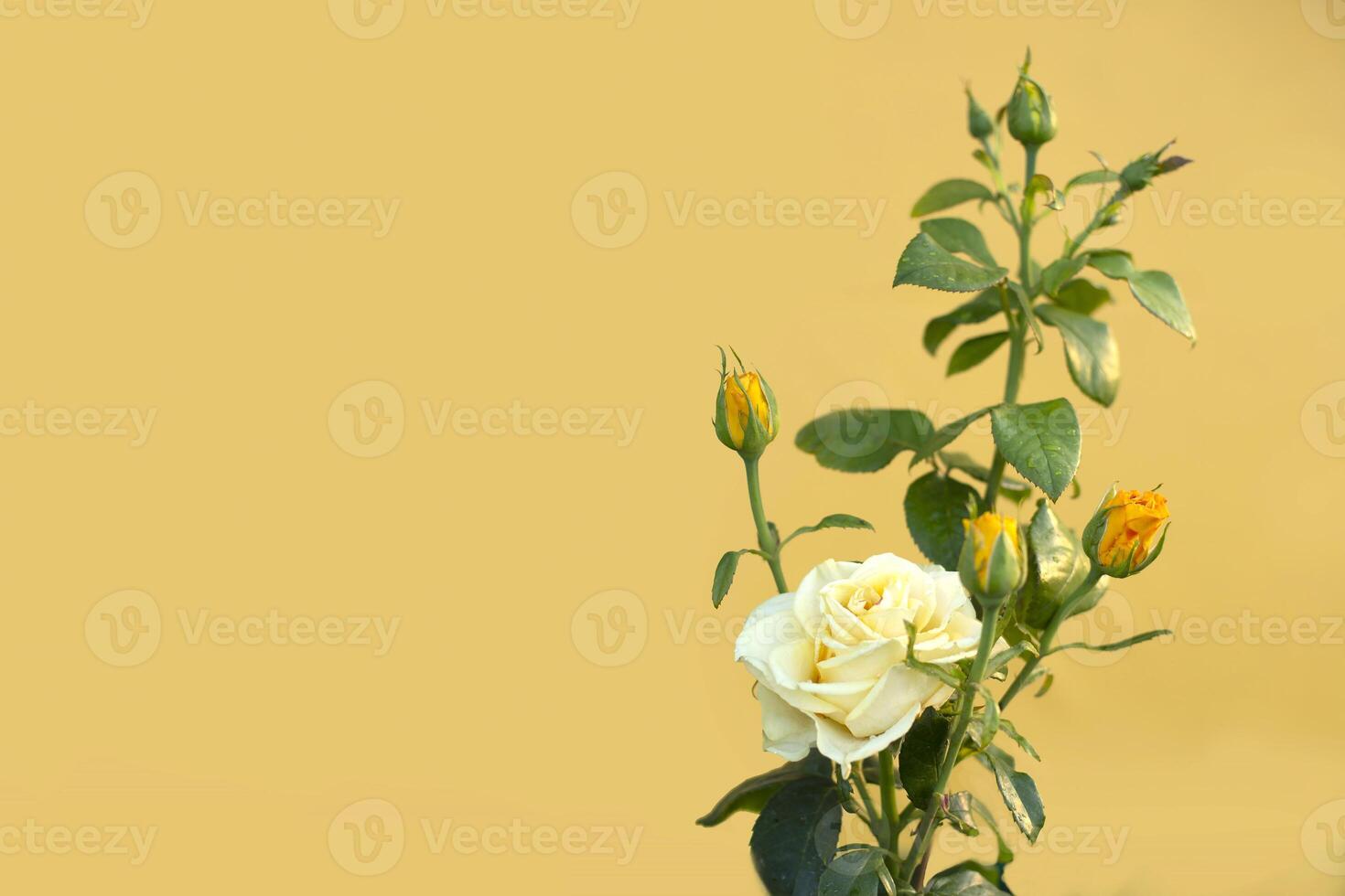 Beautiful yellow rose with several buds on an isolated yellow background. photo