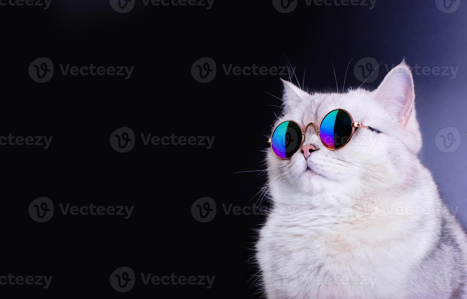 White british cat wears blue sunglasses on an black background. photo