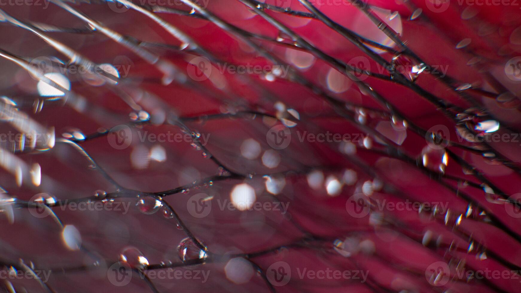 Wide abstract background on a black mesh water drops on a blurred red background. photo