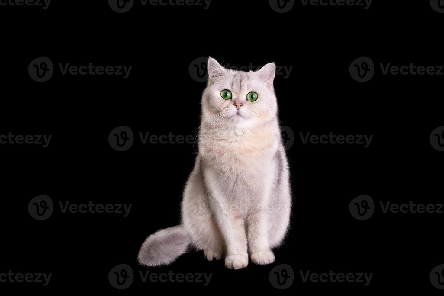 A cute white cat sits on a black background photo